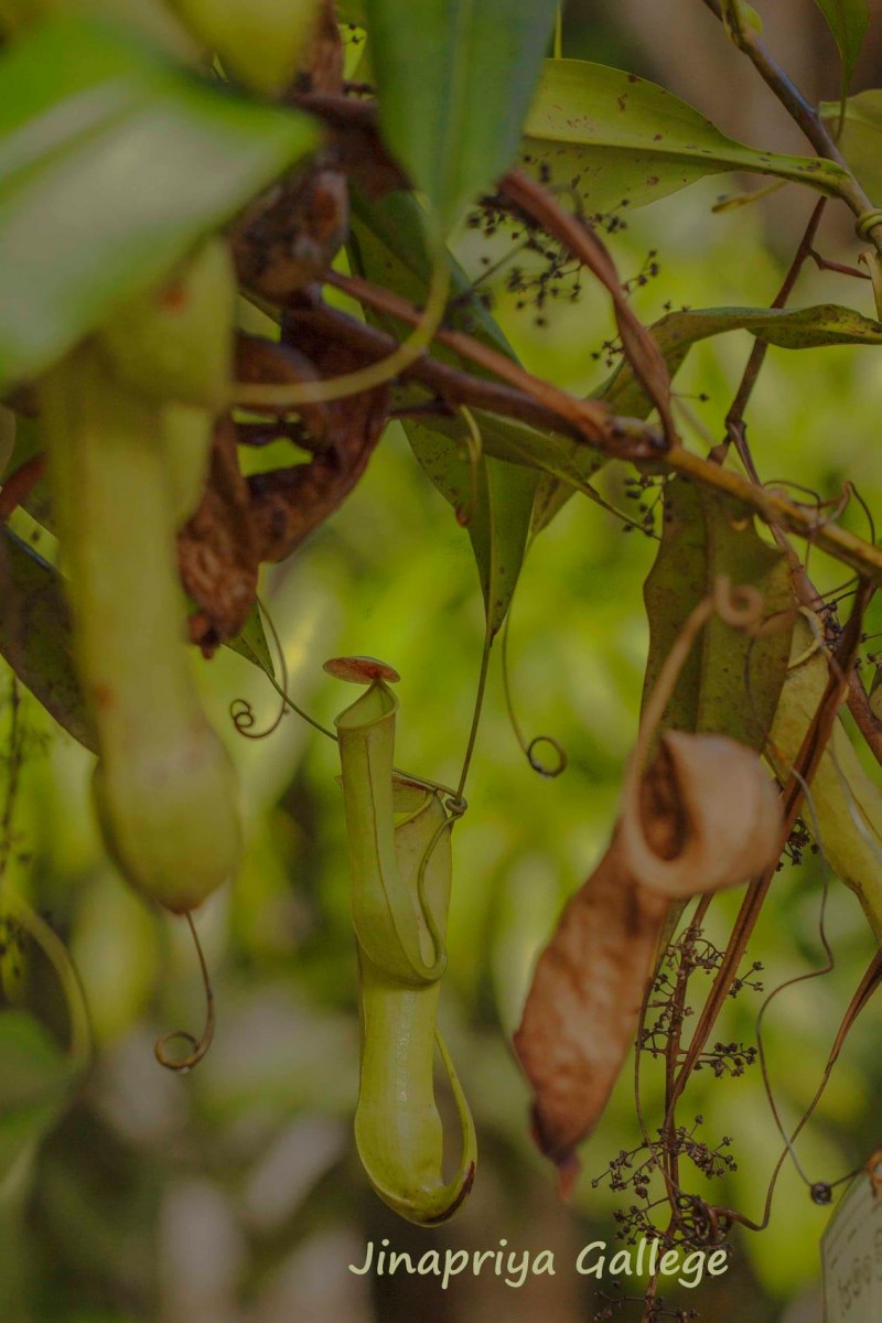 Nepenthes distillatoria L.